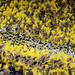 Michigan fans wave pompoms as they cheer during  the a night game against Notre Dame at Michigan Stadium on Saturday, September 7, 2013. Melanie Maxwell | AnnArbor.com